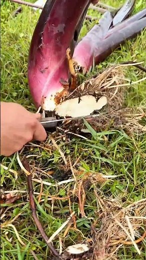🌱 Fresh Banana Sucker Harvest & Replanting | Nature’s New Beginning 🍌