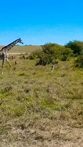 4.1K views · 11 reactions | Best Animal & Nature on Reels | Facebook