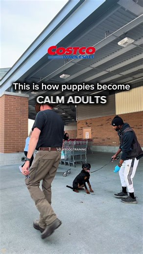 ❗️Socialization isn’t just meeting dogs. It’s learning how to exist calmly in the real world. ✨ New environments = confidence, focus, and better behavior. #atlantadogtrainer #boardandtrainprogram #puppytrainingtips #basicobediencetraining #rottweilertraining