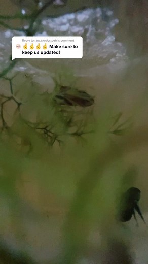 Hybrid Betta Pair Update