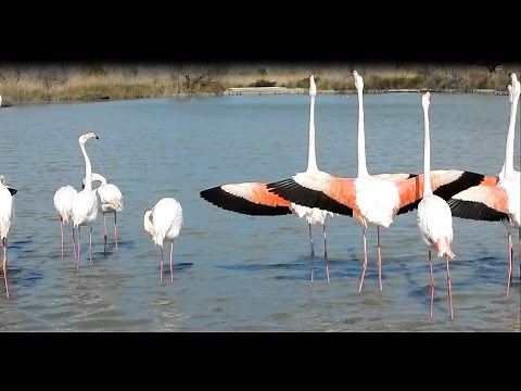 Le Flamant rose du Pont de Gau - (Gard) France