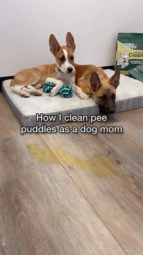 17K views · 5.3K reactions | Sprinkle & Sweep has got you covered ✨...