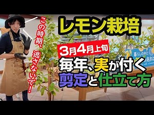 [How to Grow Lemons in March & April] Super Important! Pruning & Training You Can Only Do During ...