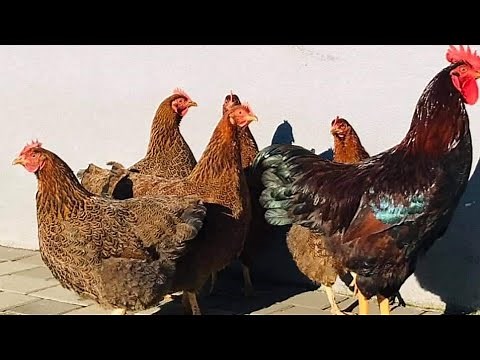 Plymouth Rock Gold Patridge