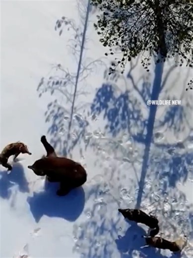 wolf VS bear #wildrift #wildanimals #wild #hyana #tiger #lion #animal #foruyou #shorts #trinding #tikto #fyp