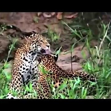 Jaguars playing in the Amazon Jungle - Wild Rainforest in Tambopata