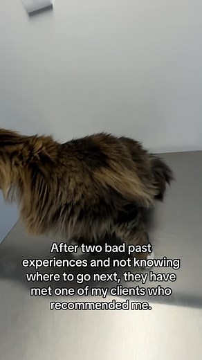 Sox had tight tight tight matting that was becoming a pelt! Ouch! 😓 He was so kind and so good, he knew I was helping and that is what I like about my job - these little fluffy animals, they understand so much 🥰 #catgroomer #rescue #catgrooming #basildon | World of MEOW Cat Grooming