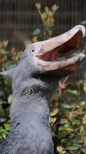 528K views · 14K reactions | Shoebill Stork Noise #shoebillsound #shoebillstork #shoebill | ShoebillStork28 | Facebook