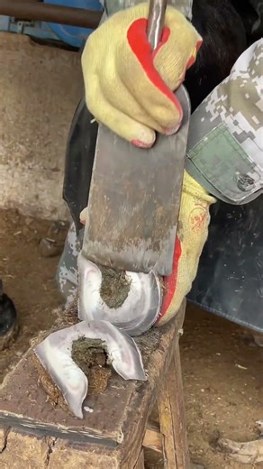 Donkey trotters are too thick, the master cut big pieces hard!