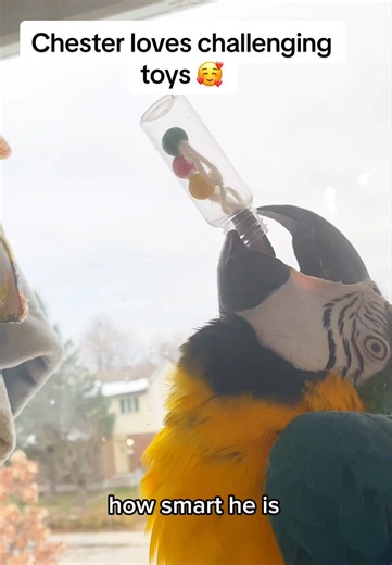 Chester loves challenging toys. He’s not into simply chipping wood like other parrots. It makes it so much harder for me to find him commercial toys 💁🏼‍♀️ . #macaw #parrot #playful #playtime #fun