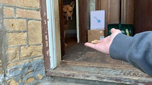 What a whirlwind this week has been! In the midst of it all...this happened. The mine kids, Jack, Martin and Lexie, really do not want to go outside. They've lived outside for years. They like indoors. They don't want to go back out and lose it. We are working hard to build confidence and trust. We want them to know they have choices and it's OK to make them. We'd REALLY like them to choose to go outside and to know they can always come back in. For the first time since their capture, Jack made 