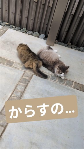 まるでカラスの行水のような猫 #ミヌエット