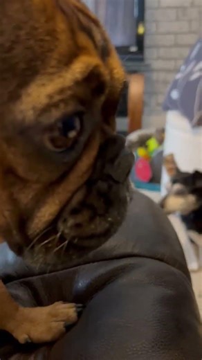 frenchie loves cheese