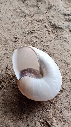 Sculpting a Snail Shell from Scrap Aluminum Ultimate DIY Decor! #aluminum #glass #work #worker #DIY #craft #DIYcraft #craftsideas #USAreels #reelsUSA #everyone #fypreels #fbreelsfyp #viral #viralfbreelsfyp #viralvideo #reelsvideo #reelsfyp #viralreelsfbpage #reelsviral #reels2025 #shortsreels #viralreels #reelschalange #reelstrending #reelsviralfb #reelsfacebook #trendingreels #trendingvideo #trendingreelsvideo | Richard Madrigal