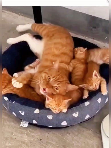 猫のおもしろ動画をツッコミアフレコ！