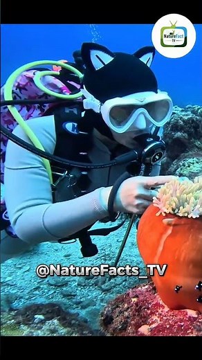 Clownfish: The Colorful Ocean Star with Shocking Secrets! 🐠😱