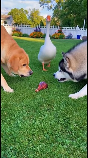 Unexpected Goose Victory! Unexpected Goose Victory! Generated using Kling AI . . . (For entertainment purposes only. Consult professionals if guidance on activities is presented. No brand affiliation is implied if any are shown. If inspired by true events, creative adaptations may be included. Content may include public footage.) | Fabiosa Daily