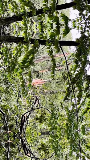 Well, as you can imagine, having so many trees on our beautiful course also meant a ton of destruction in the storm’s aftermath. But thanks to the amazing hardwork of Generations Landscape and Excavating, Inc., OnSite Logging Inc, Peninsula Park Maintenance Staff, and Peninsula Park Golf Operations Staff, we’re getting closer to a completed clean up and and having the full course open for you soon! We appreciate your patience while we tidy up the damage, and we hope you’ll join us in a big THANK