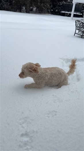 Andrea Canning | Topaz wanted to go out but wanted right back in! 😂❄️🐾 #snow #winter #goldendoodle | Instagram