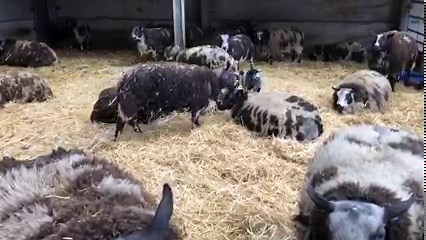 66K views · 4.9K reactions |  Our little pygmy goats are quite the acrobats! But we're not sure if our Dutch spotted sheep are quite so willing to be their trampolines... 樂 The farmyard is always buzzing with excitement when our playful pygmy goat kids are around! You never know what they'll get up to next... | Cannon Hall Farm | Facebook