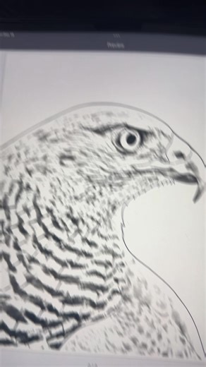 Did this Siberian Goshawk yesterday for a client who flies hawks and falcons! Solid piece with a lot of meaning behind it! I always like working on tattoos that connect directly to someone’s life and what they’re into! 📅 Booking for January & February! #HawkTattoo #Falconry #BirdOfPrey #AnimalTattoo #BlackAndGreyTattoo | Omnificent Tattoo Studio