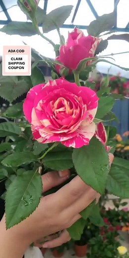 Tips Merawat Pokok Bunga Ros dengan Betul