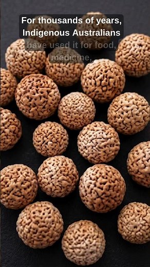 The Truth About the Quandong Australia’s Wild Desert Peach