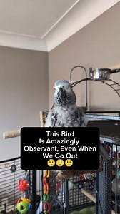 Amazingly Observant Bird😲 #animals #pet #birds #funny #Amazing #cute #cosmothefunnyparrot #talkingparrot #parrot | cosmothefunnyparrot