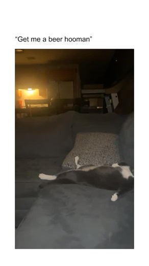 Cats on Instagram: "Cats that lay in bed like a 60-year-old man act like they’ve had a long day they refuse to explain. One arm stretched out, legs open, belly fully exposed, owning the space with zero shame. They look deeply comfortable but also mildly disappointed in life. Nothing could move them once they’ve settled in. Think less cute nap, more exhausted homeowner energy. Credit: tt /itsblara"