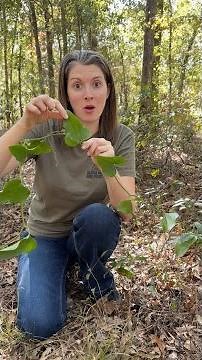 Edible Plant: Smilax (Greenbrier)