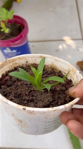 How To Grow Dianthus Plant From Cutting |#motivation