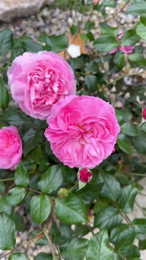 English shrub Rose ‘ Penelope lively’ from DARs #gardenerben
