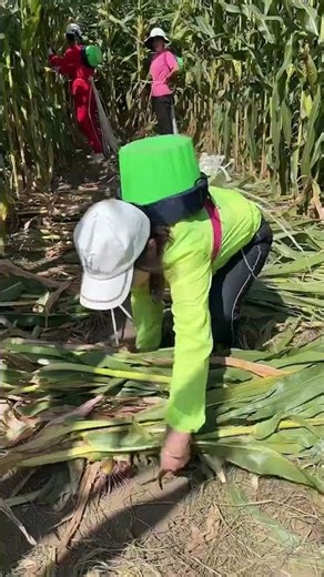New technical harvesting corn #corn #farmlife #countryside # 36