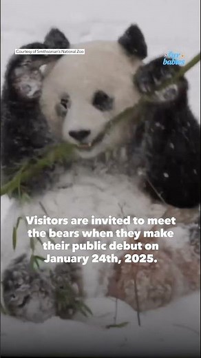 Adorable giant pandas enjoy snow day at their new home, the Smithsonian National Zoo