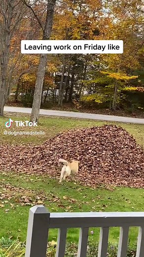 Stella's Leaf Piles: Fun Dog Named Stella Jumps into Leaves