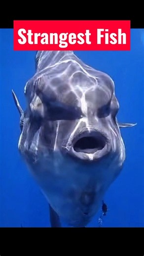 Ocean Sunfish Looks Weak… But Hides a Secret! 😳