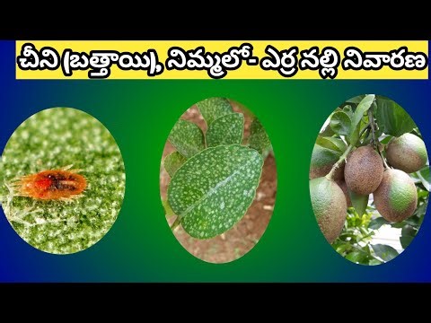 చీని (బత్తాయి), నిమ్మలో- ఎర్రనల్లి నివారణ How to control all type of Mites #citrus #vlog #trending