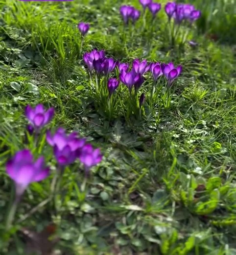 Crocus Tommasinianus ''barr's Purple'' – 20 Pack (5/  Cm) | Early Spring Bulbs | Woodland Crocus | Naturalizing Perennial - Etsy