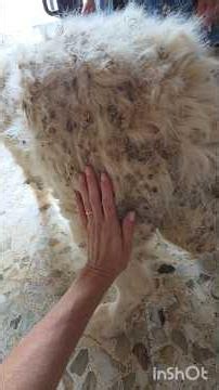 Giving relief to a poor stray