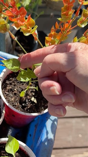 ❤️ EASY Protection For Seedlings Plastic Flowers adds Color to the garden BUT Good for Your Plants