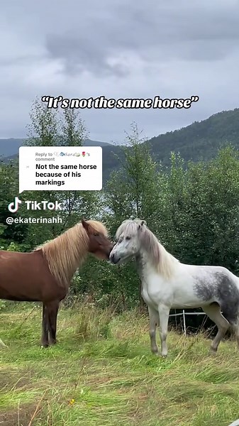 Replying to @🫧🐟𝒮𝒶𝓇𝒶🦢🌷 ok, it’s his twin brother.. #horse #greyhorse #fyp #horsesoftiktok #icelandichorse
