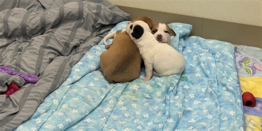 Butler County puppies, mom rescued from hollow tree find foster home
