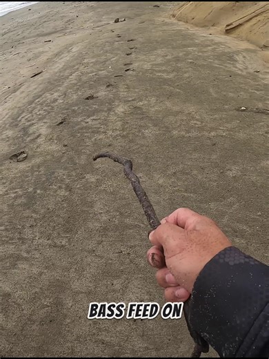 How To Catch Striped Bass in Shallow Water