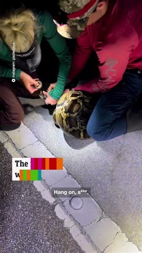 Hunters catch record breaking python