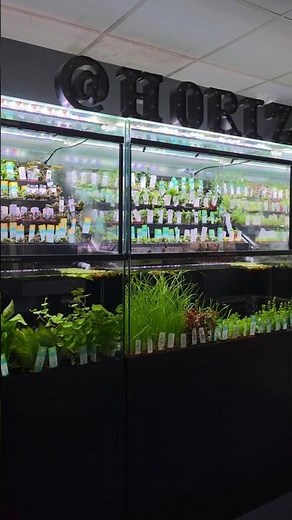 Huge Aquarium Plant Selection - Horizon Aquatics Aquascape Store