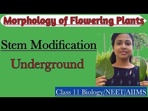 Morphology of Flowering Plants | Stem Modification - Underground modification of stem |Class 11/NEET