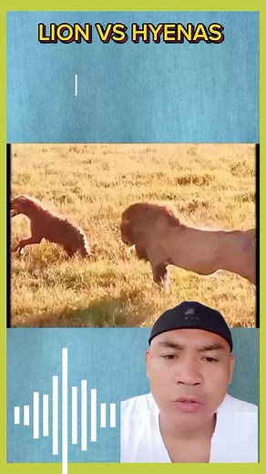236K views · 4K reactions | LION VS HYENAS #reactionvideos #reaction #lions #lionking #hyenas #everyone #fbreels #videoviral DISCLAIMER: I hereby declare that i do not own the right to this video.All rights belong to the owner .No Copyrights Infringement Intended✔️ This video is purely for entertainment purposes only✔️ Sec.107 of copyright Act.1979 allow these materials for fair use.✔️ @followers | Rey Aboabo Dela Peña | Facebook