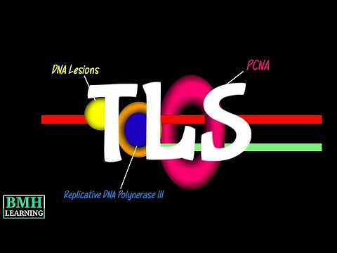 Translesion DNA synthesis | Translesion DNA Polymerase | Error Prone Bypass Synthesis |