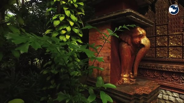 The Heartbreaking Way Elephants Mourn Their Dead!🐘😢