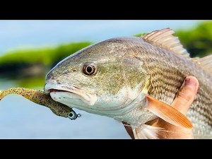 Fishing OYSTER BARS: How To Catch Redfish, Flounder, & Trout Near Oyster Bars